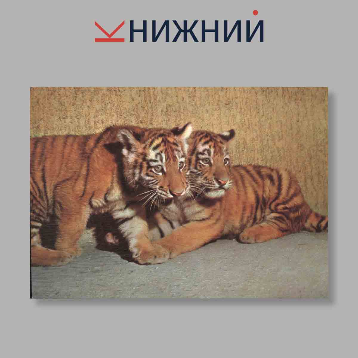 Набор открыток. "Navsteva V Zoo. Выпуск 1"