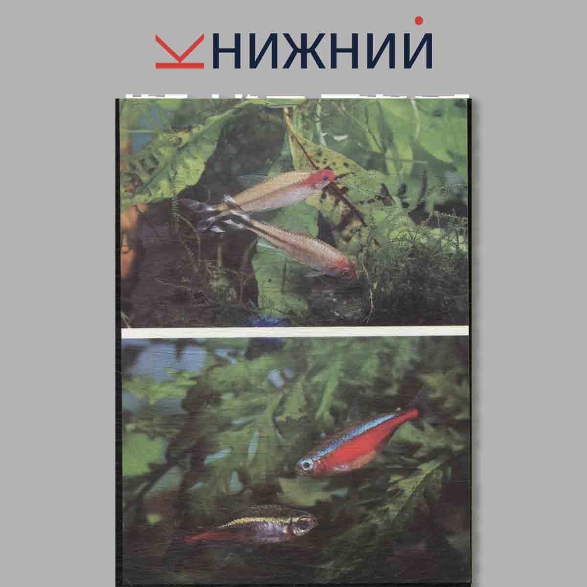 Набор открыток. Пестрый мир аквариума. Выпуск 6. Харациновидные.