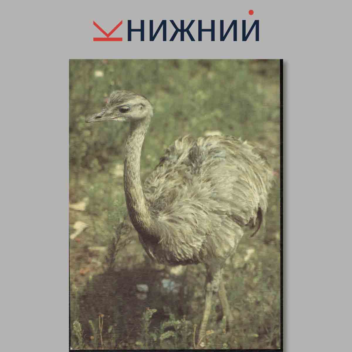 Набор открыток. Животные Америки в наших зоопарках.