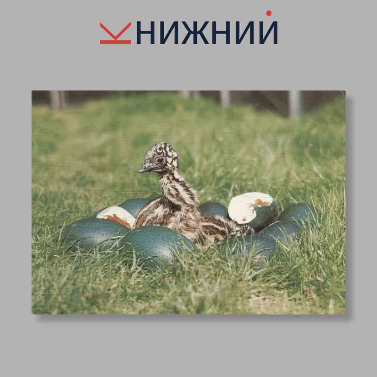 Набор открыток. "Navsteva V Zoo Выпуск 3"