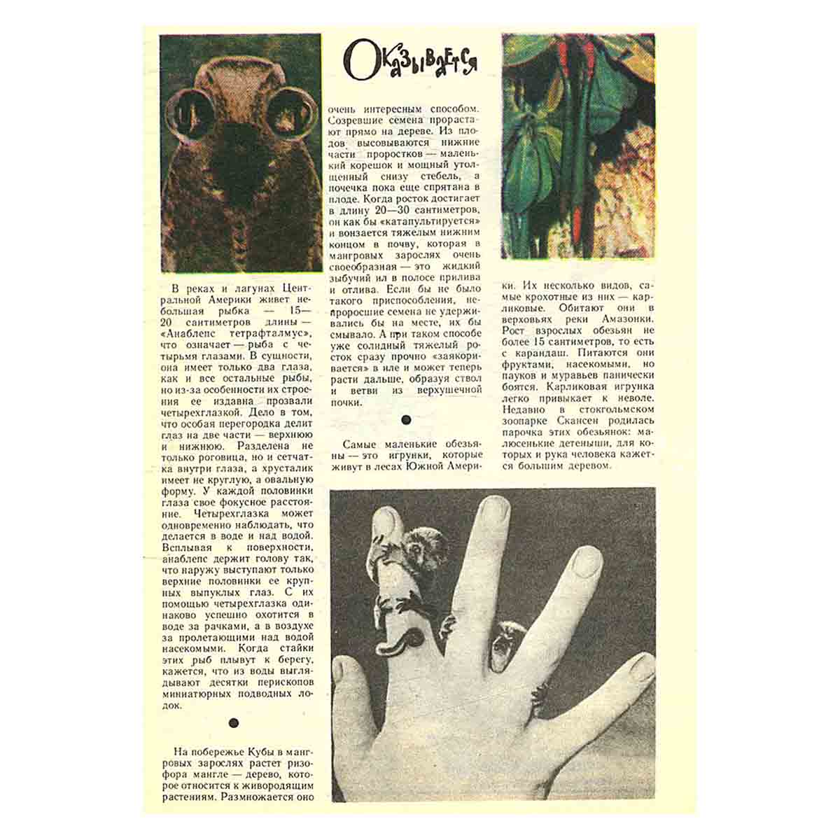 Журнал "Юный натуралист". Выпуск 10 1981 год