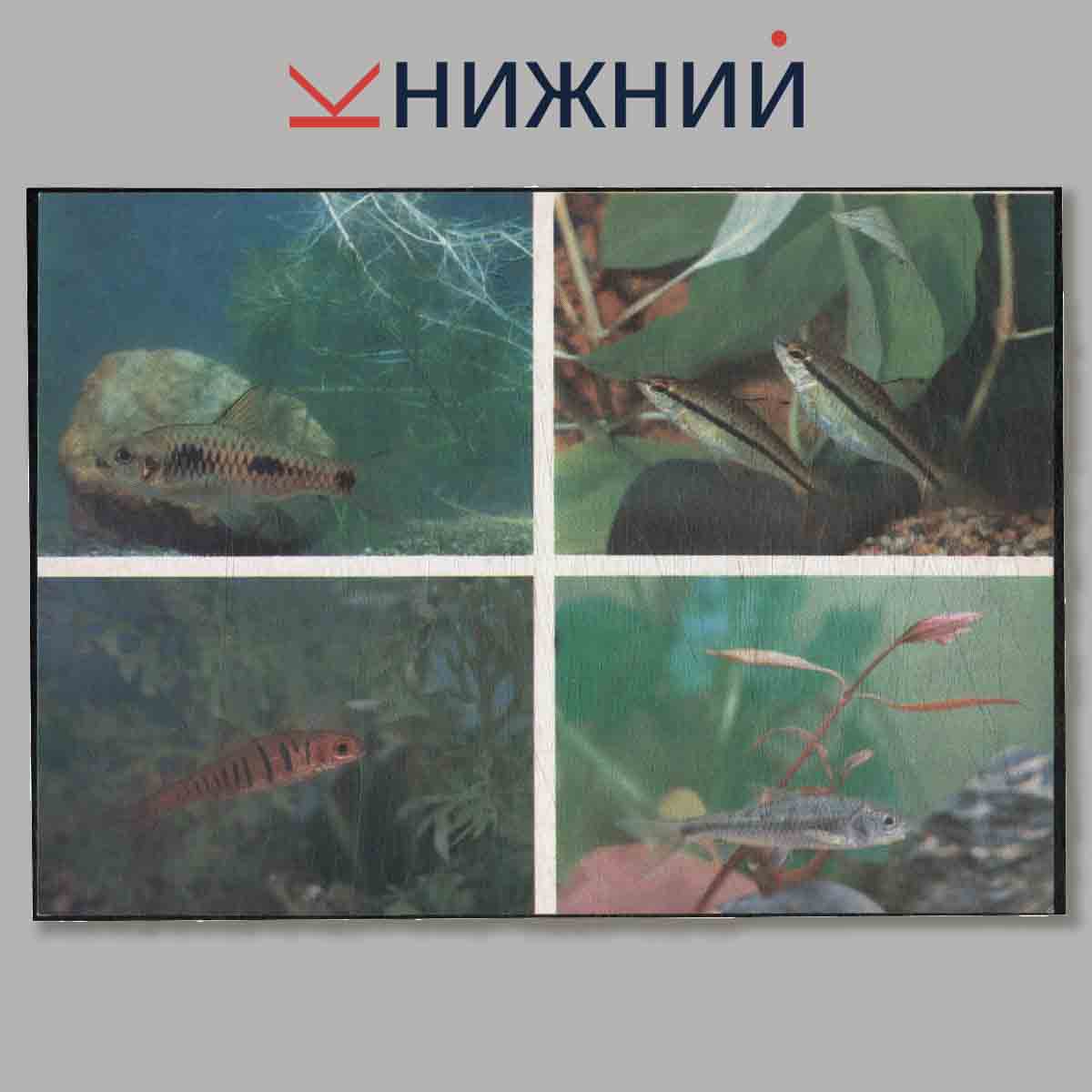 Набор открыток. Пестрый мир аквариума. Выпуск 5. Карповые.