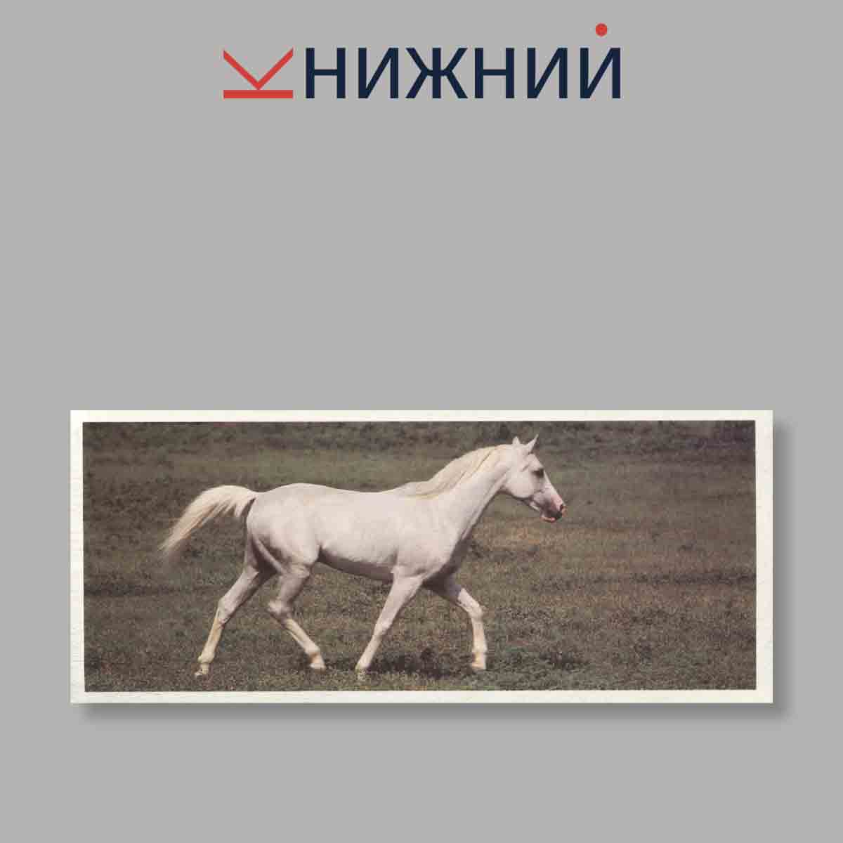 Набор открыток. "Такие разные кони"