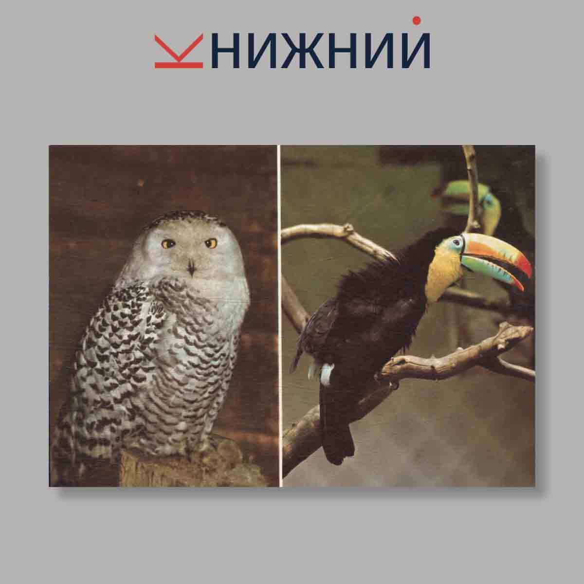 Набор открыток. "Navsteva V Zoo. Выпуск 1"