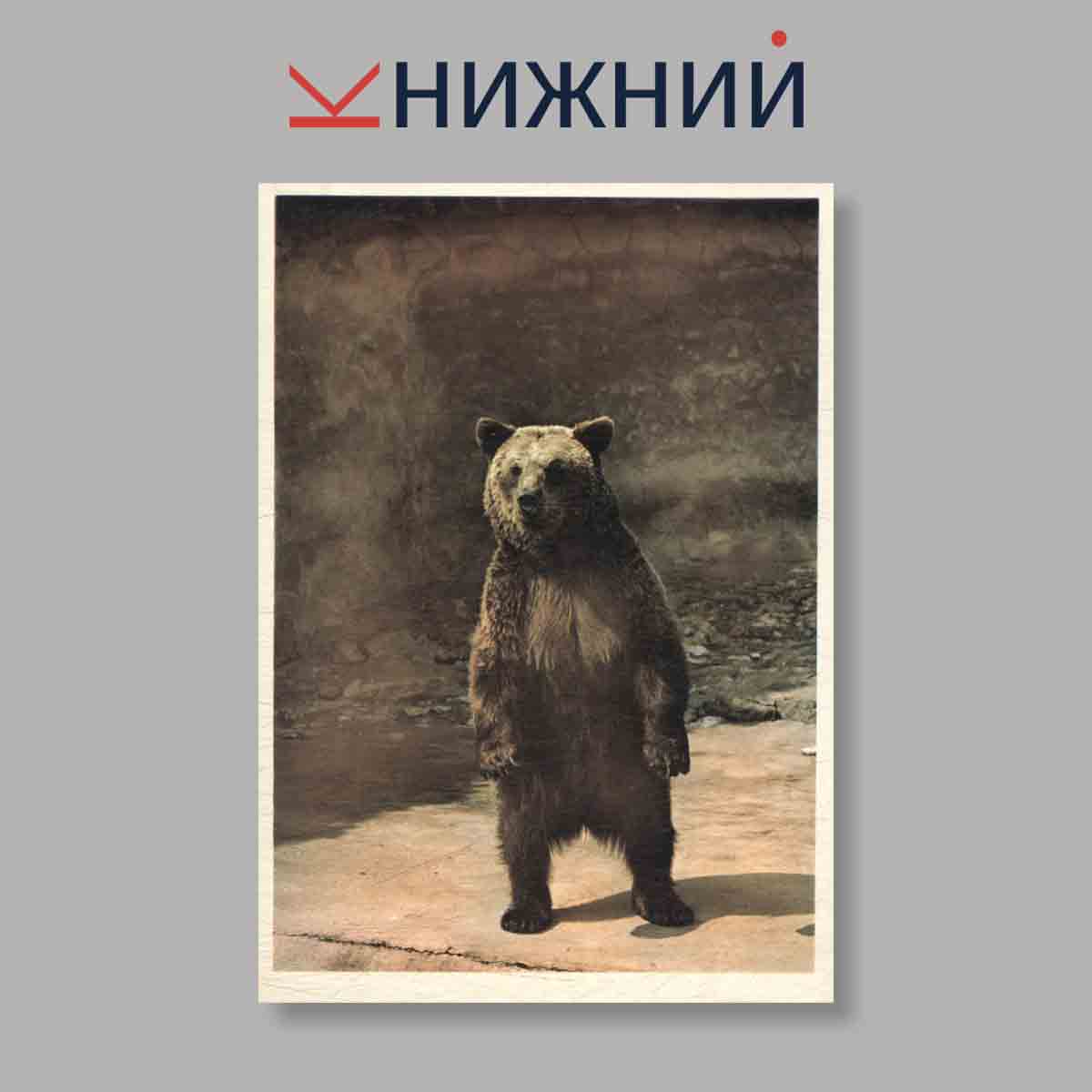 Набор открыток. "Серия "Интересы": Хищники. Edicia Zaujmy: Selmi"