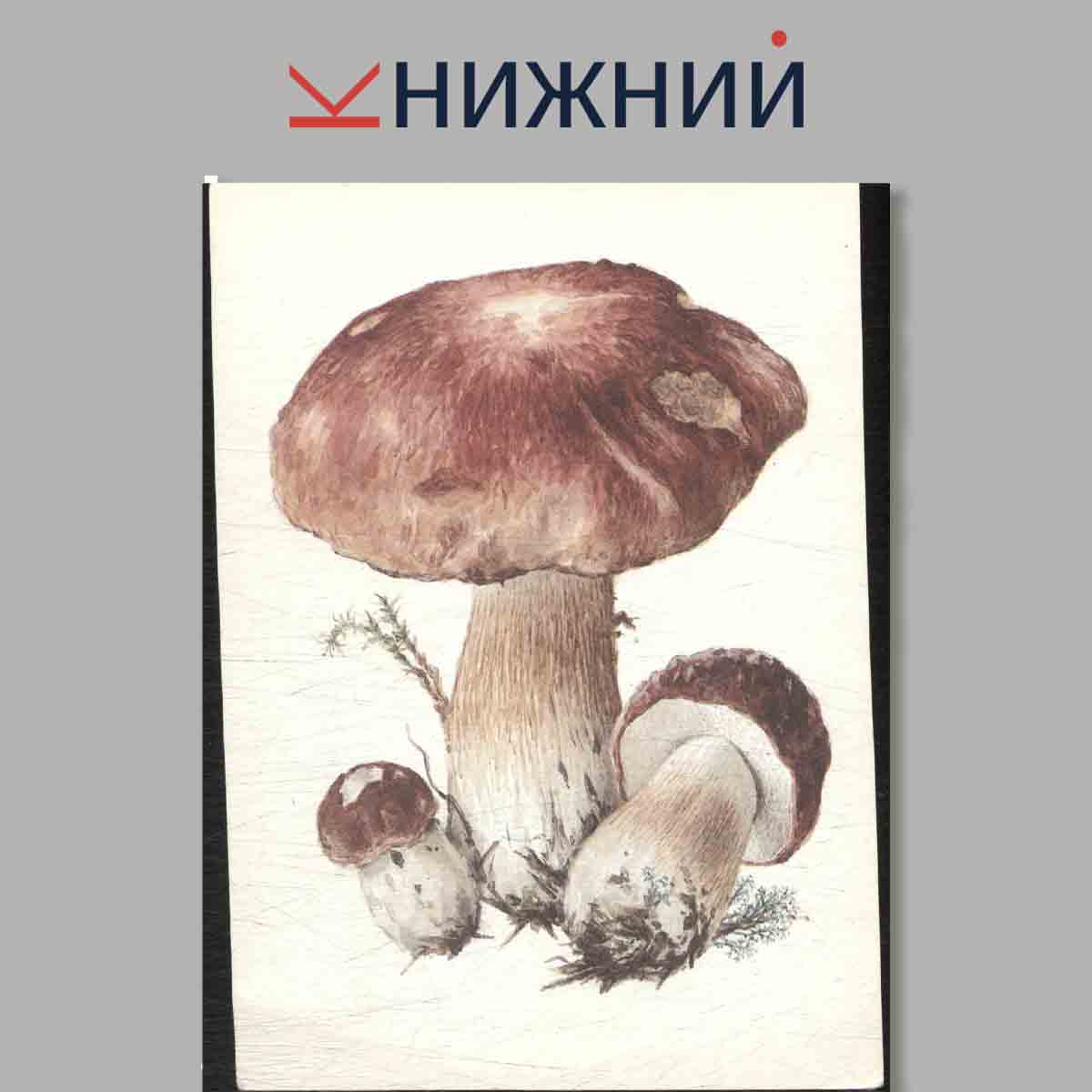 Набор открыток. Грибы. Выпуск 2.