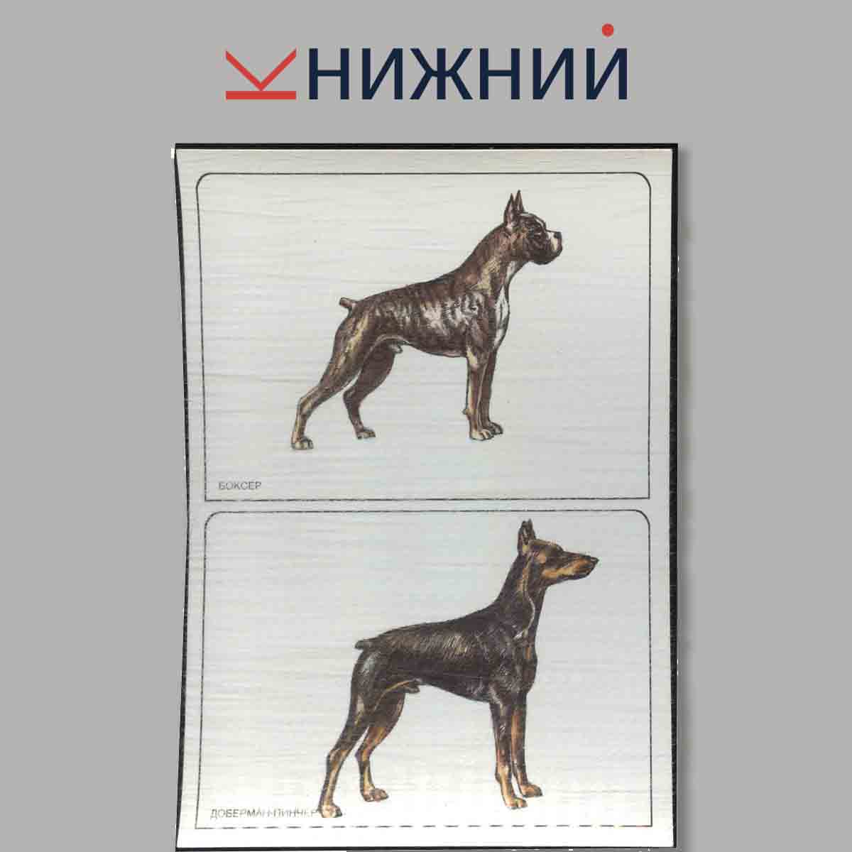 Набор открыток. Мини-атлас пород собак.