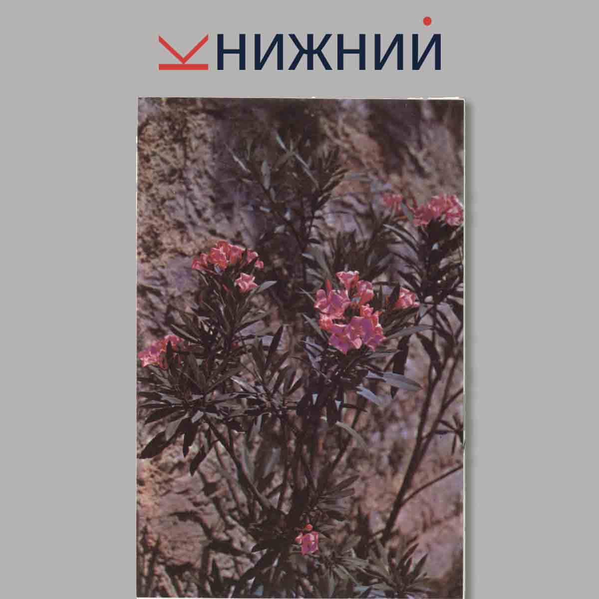 Набор открыток. Никитский Ботанический сад.