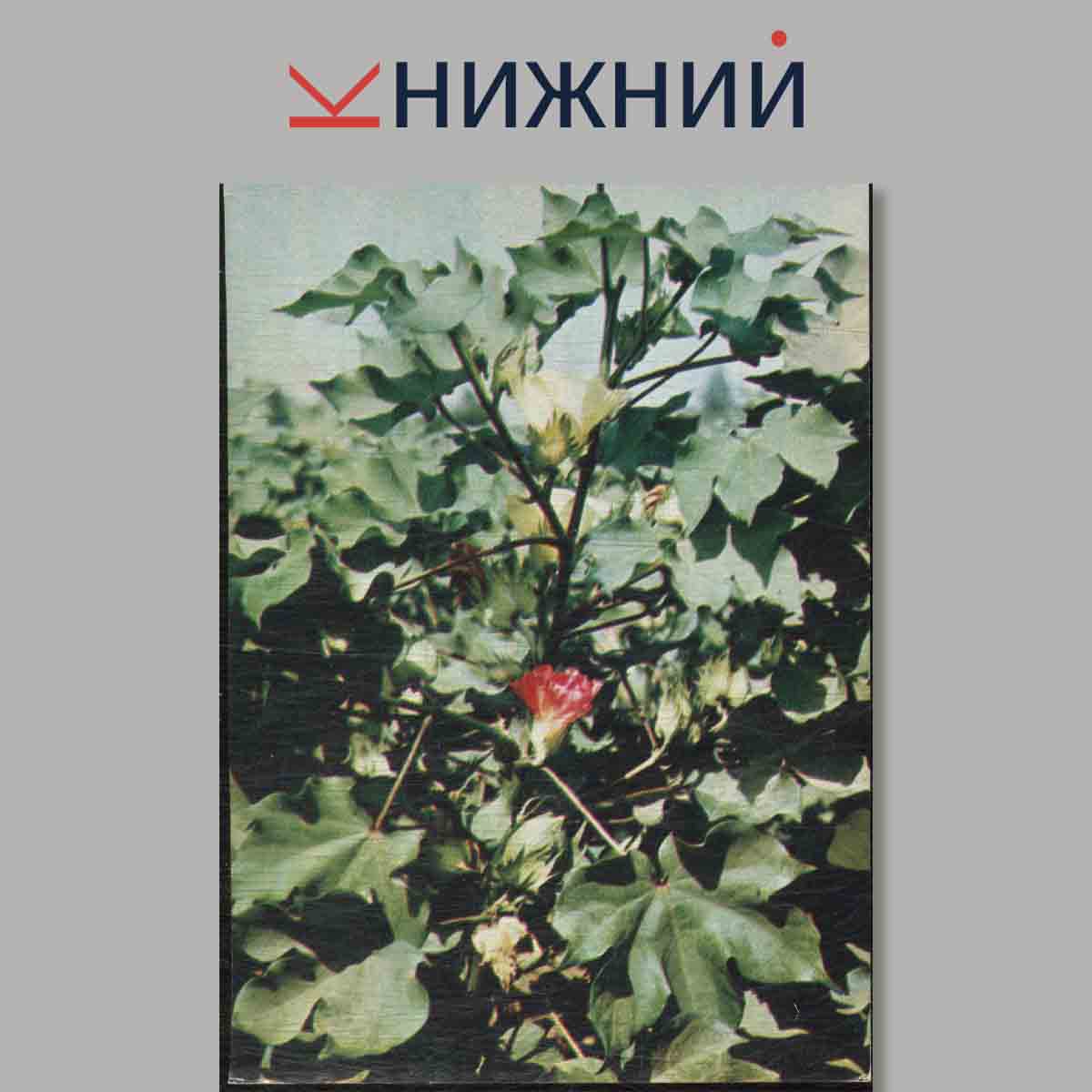 Набор открыток. Зеленая аптека.