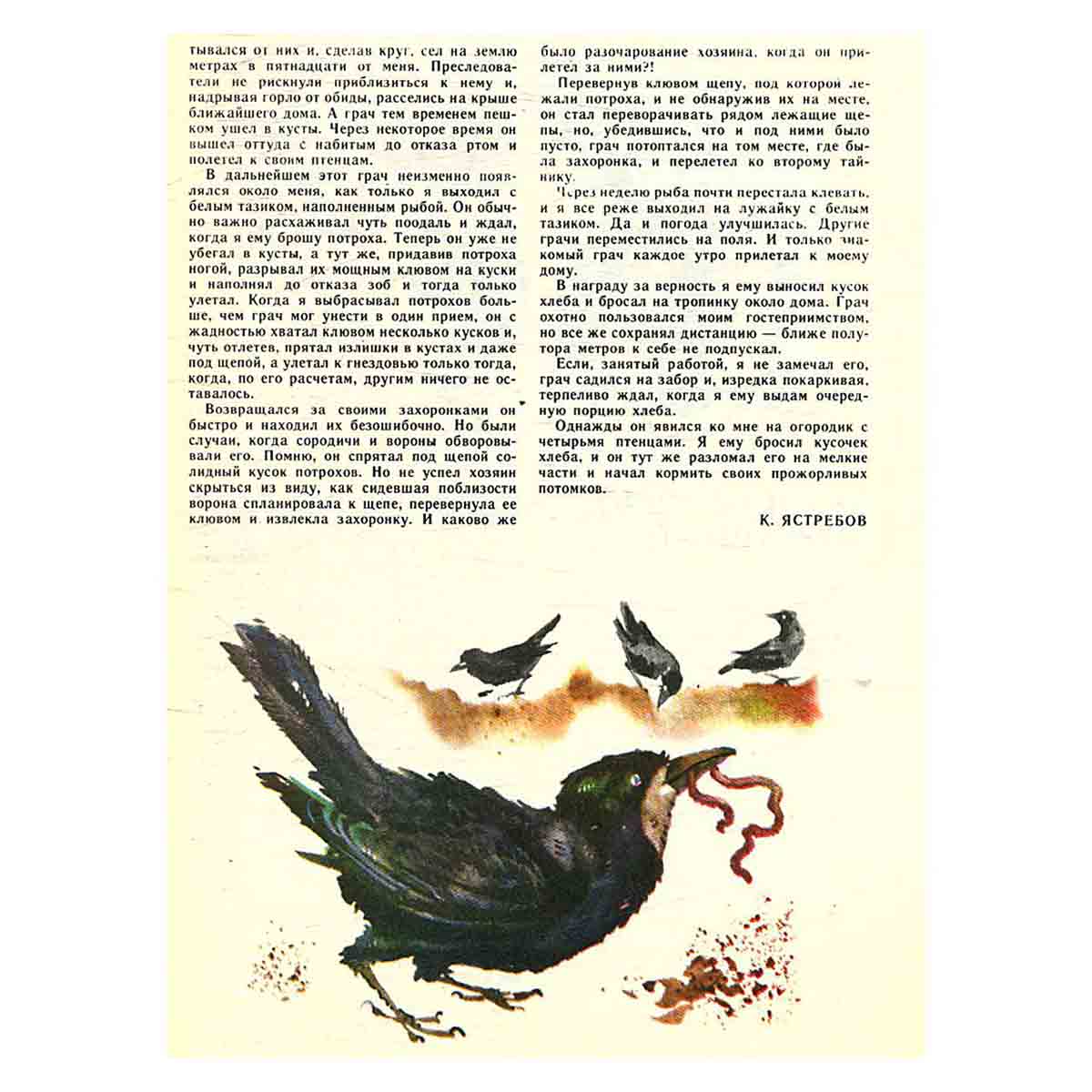 Журнал "Юный натуралист". Выпуск 5 1981 год