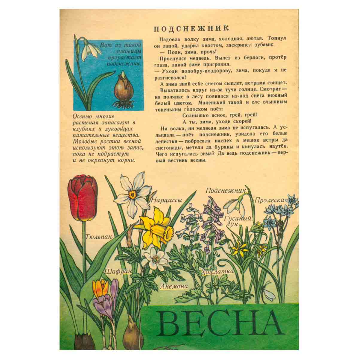 Цветы
