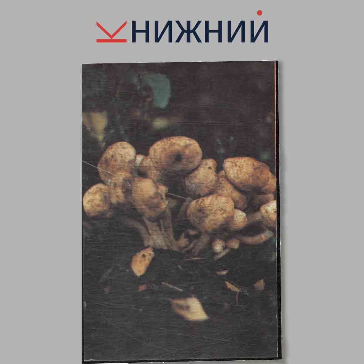 Набор открыток. Грибы.