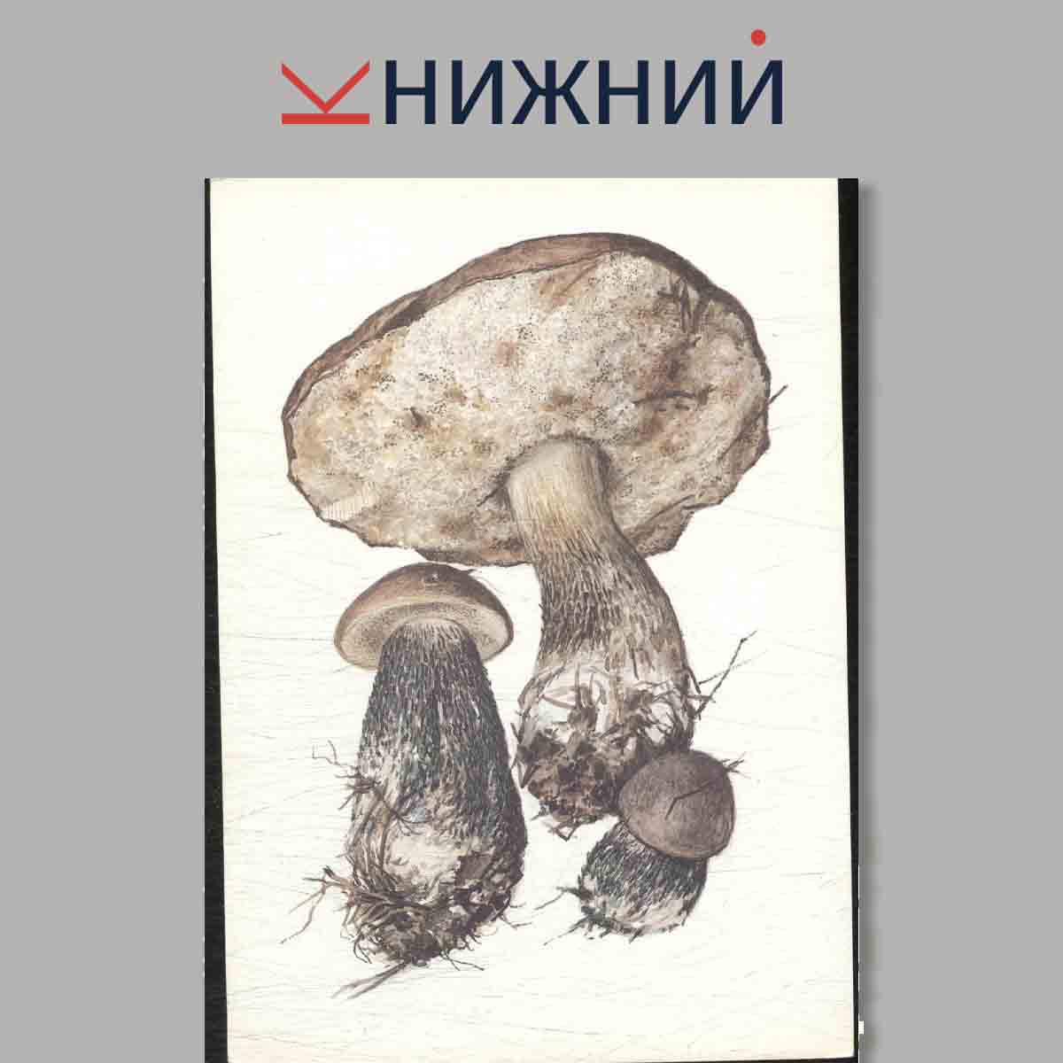 Набор открыток. Грибы. Выпуск 2.