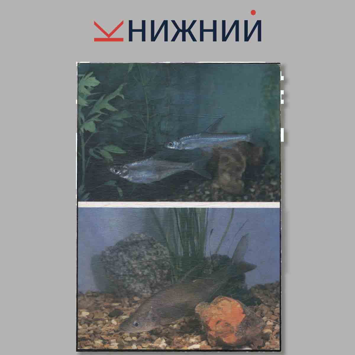 Набор открыток. Пестрый мир аквариума. Выпуск 5. Карповые.