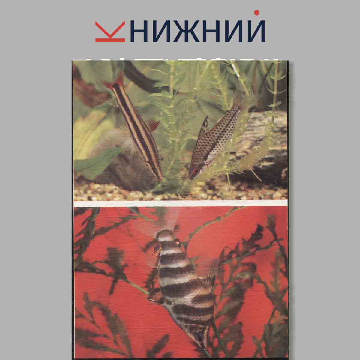 Набор открыток. Пестрый мир аквариума. Выпуск 6. Харациновидные.