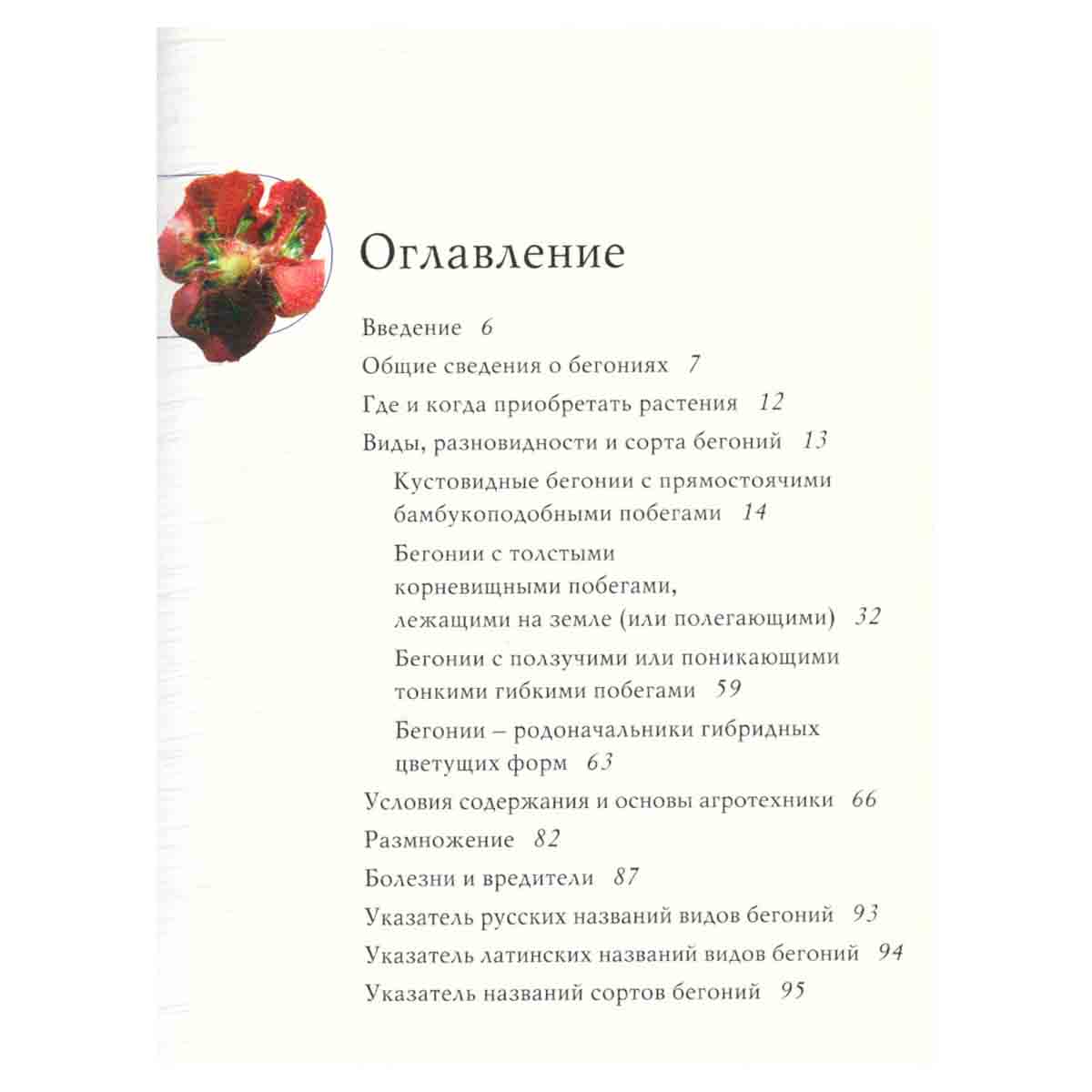 Бегонии