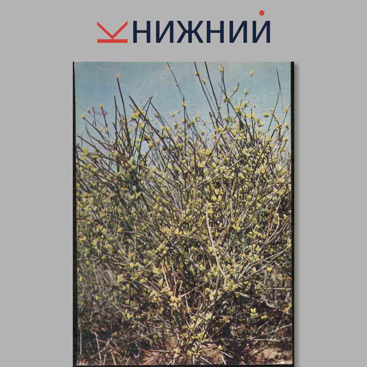 Набор открыток. Зеленая аптека.