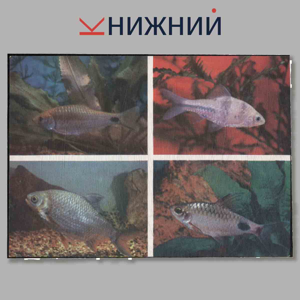 Набор открыток. Пестрый мир аквариума. Выпуск 5. Карповые.