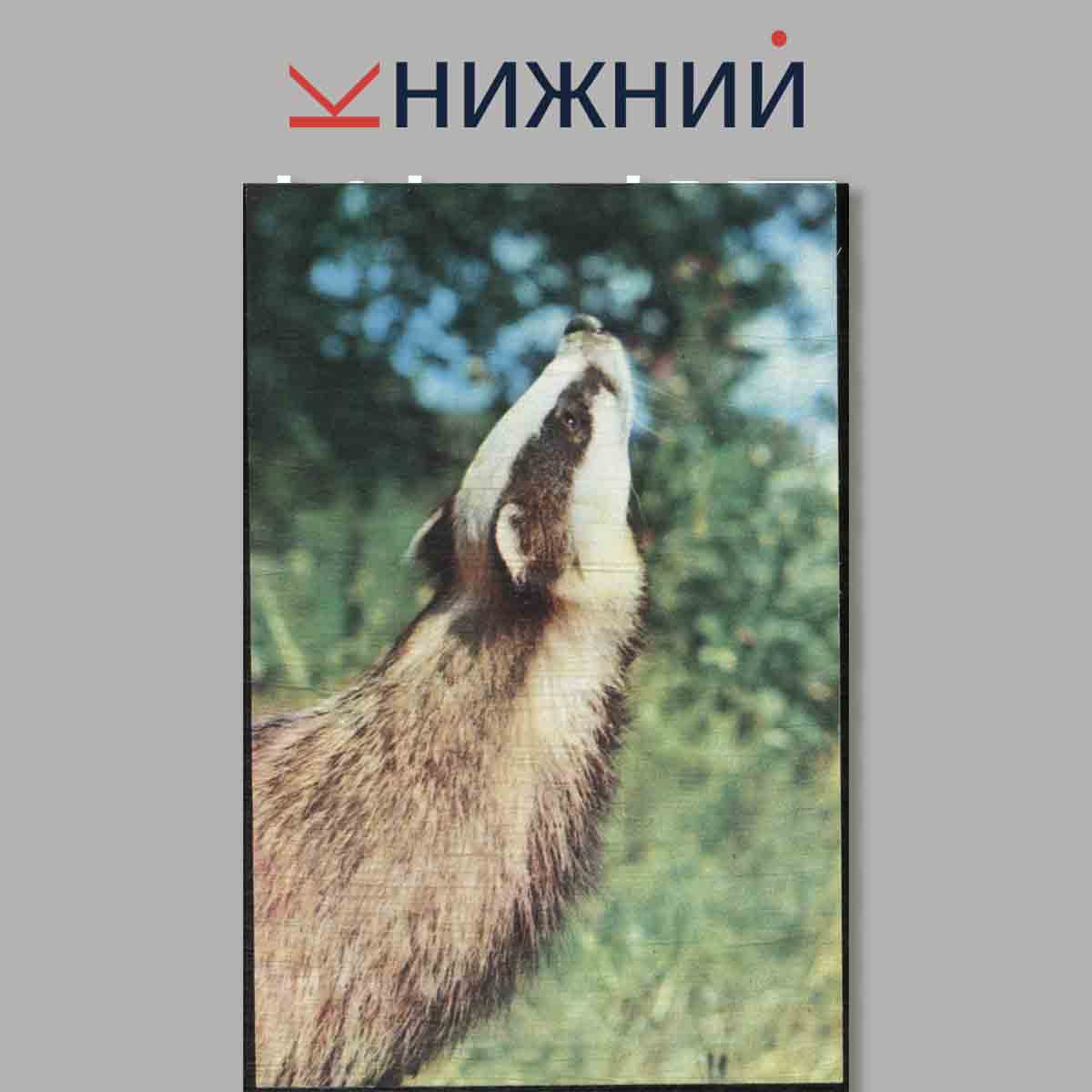Набор открыток. Зоопарк.