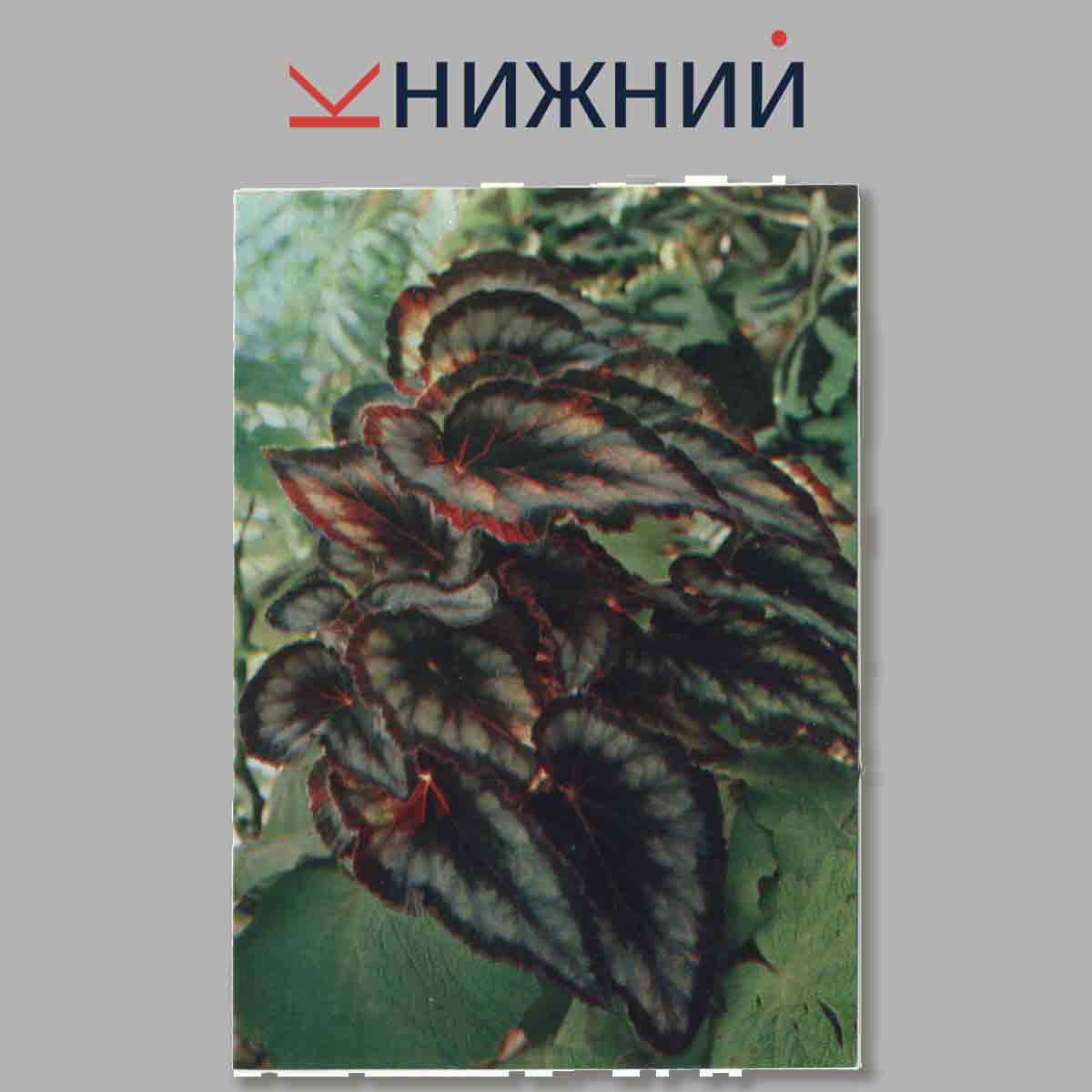 Набор открыток. Комнатные растения Бегониевые.