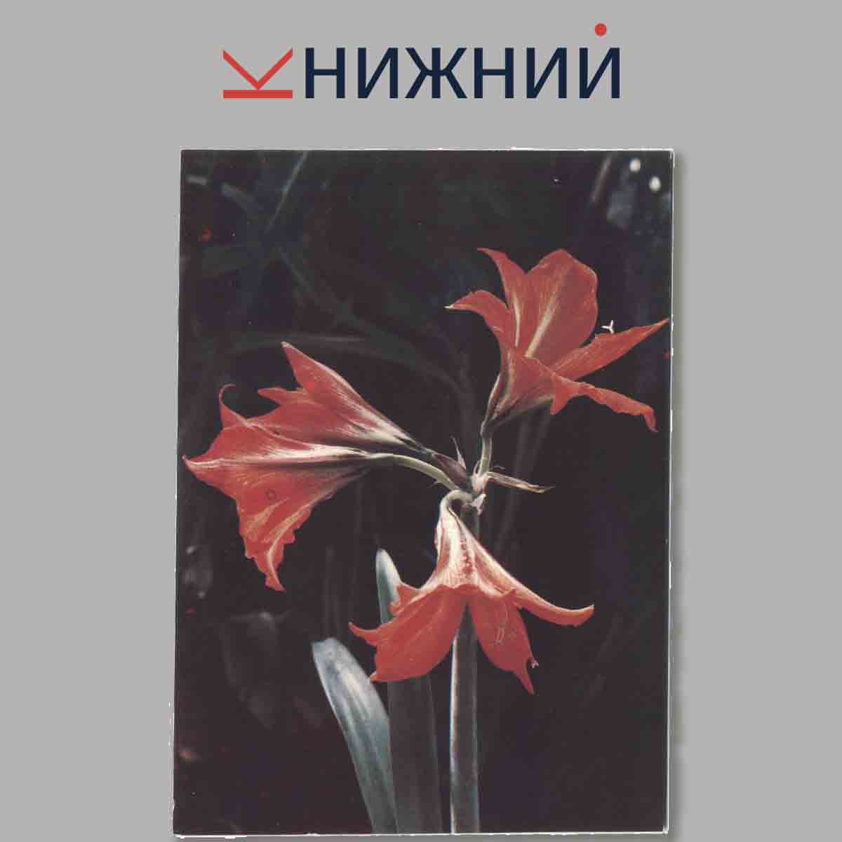 Набор открыток. Комнатные растения. Выпуск 2.