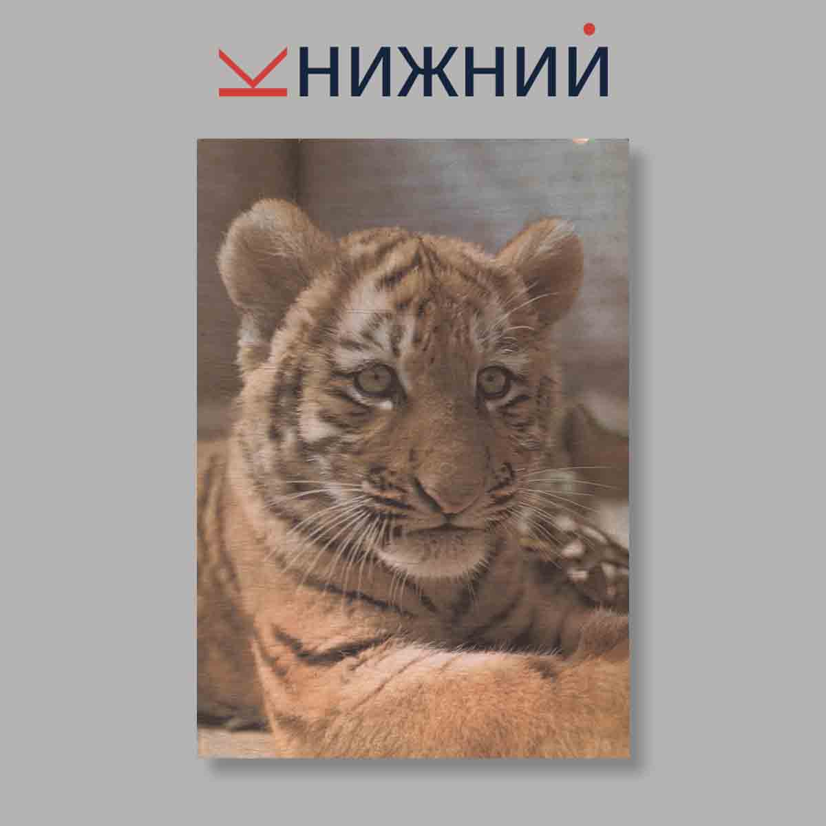 Набор открыток. "Portreed"