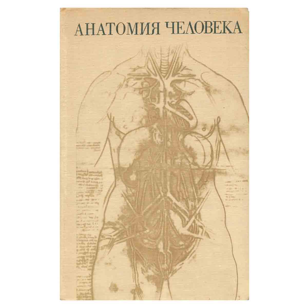 Анатомия человека