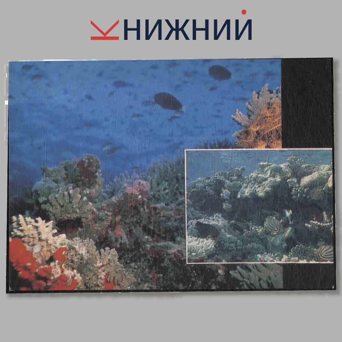 Набор открыток. В мире коралловых рифов.