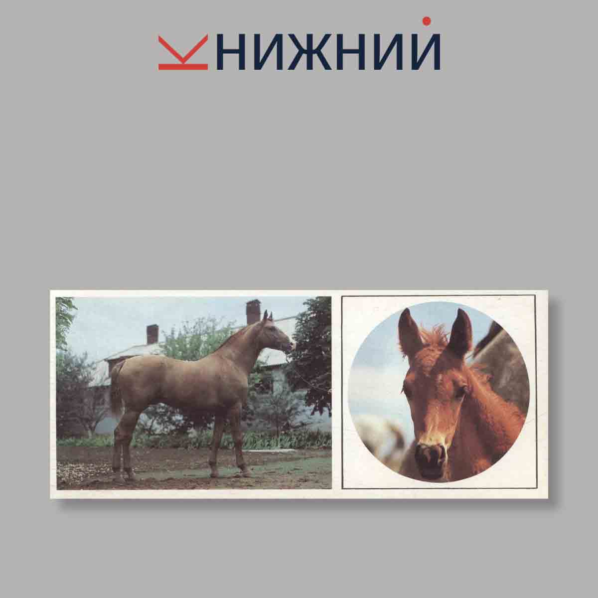 Набор открыток. "Такие разные кони"