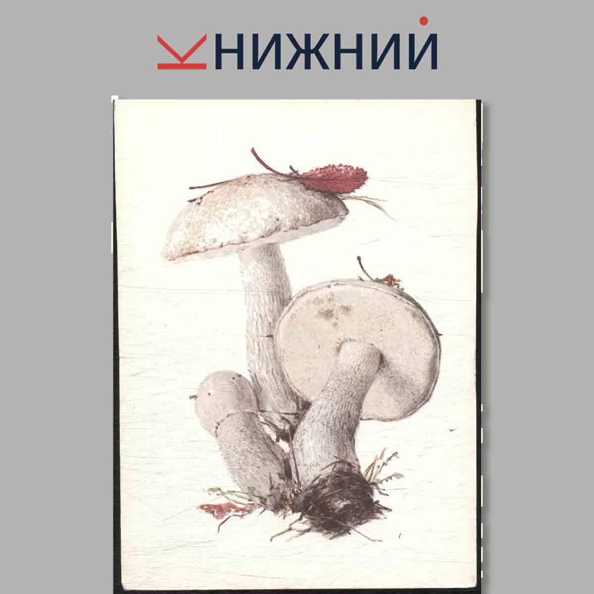 Набор открыток. Грибы. Выпуск 2.