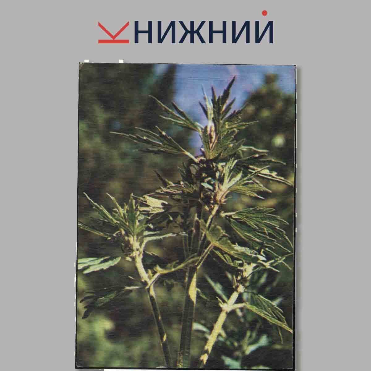 Набор открыток. Зеленая аптека. Выпуск 2.