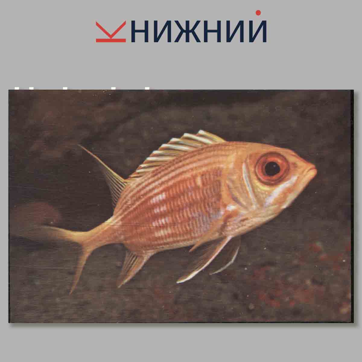 Набор открыток. Морская фауна Кубы.