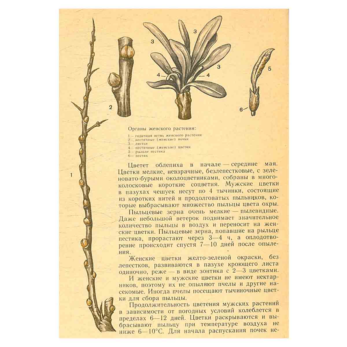 Облепиха