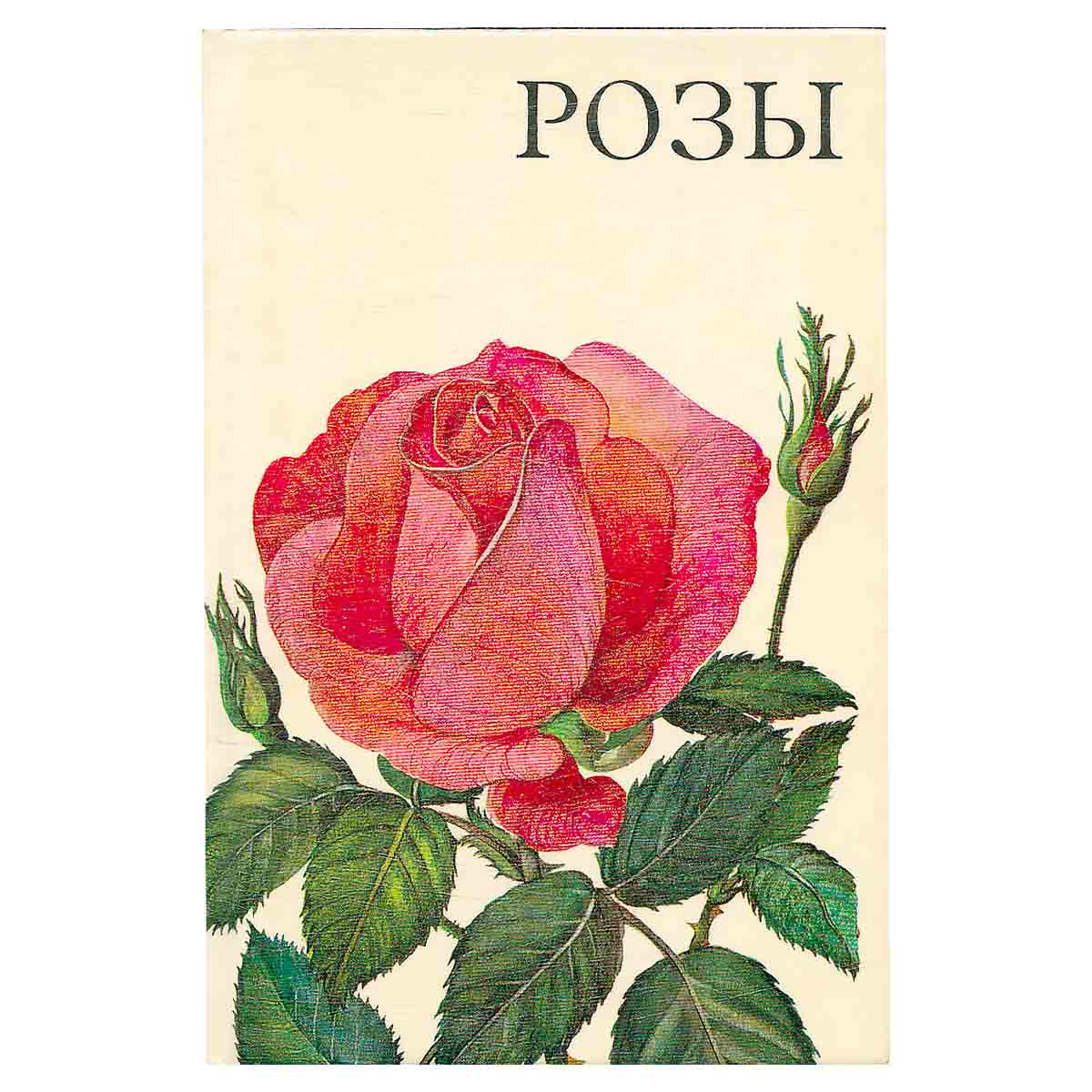 Розы