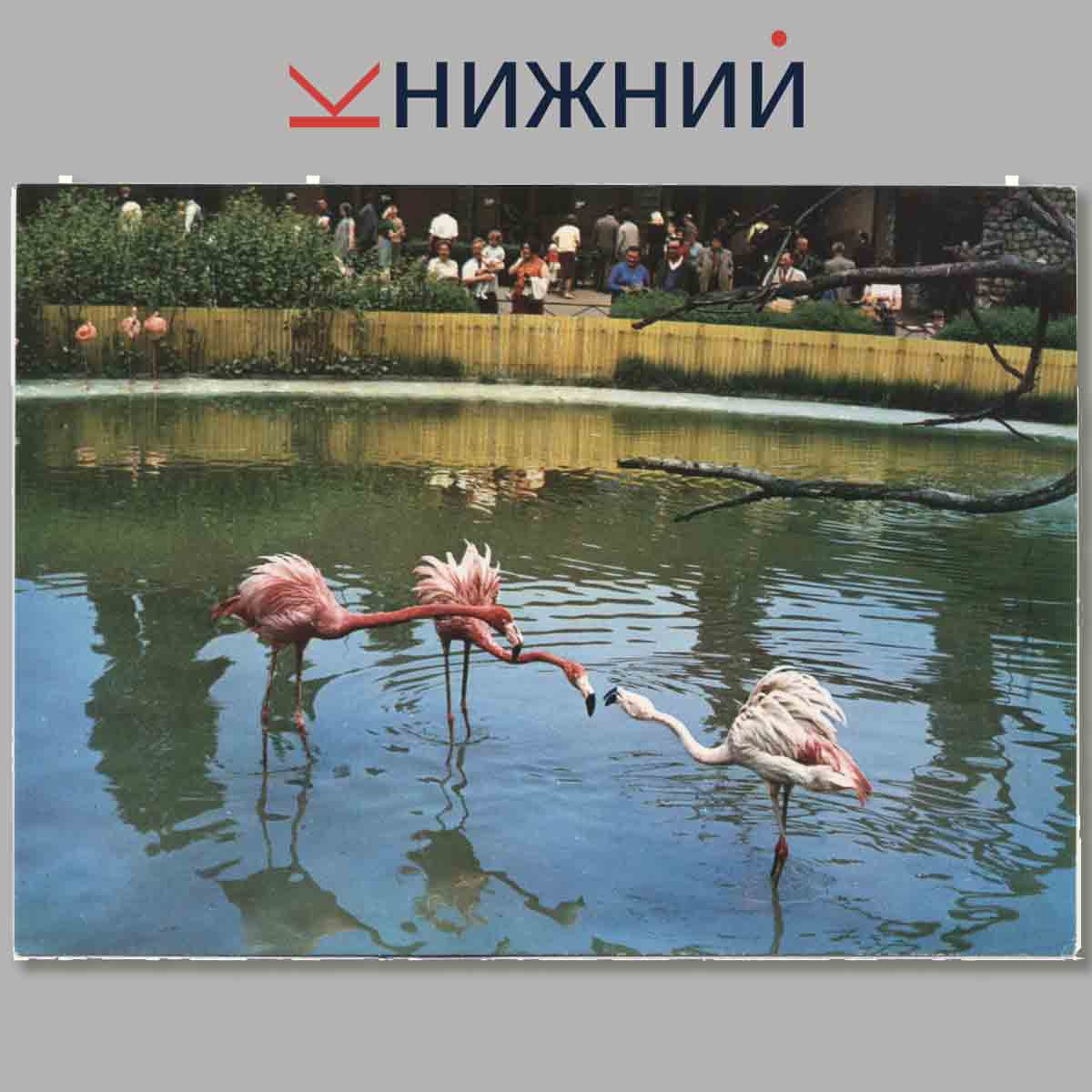 Набор открыток. Zuiratka v zoo.