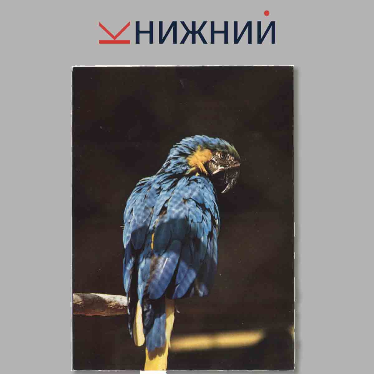 Набор открыток. Zuiratka v zoo.