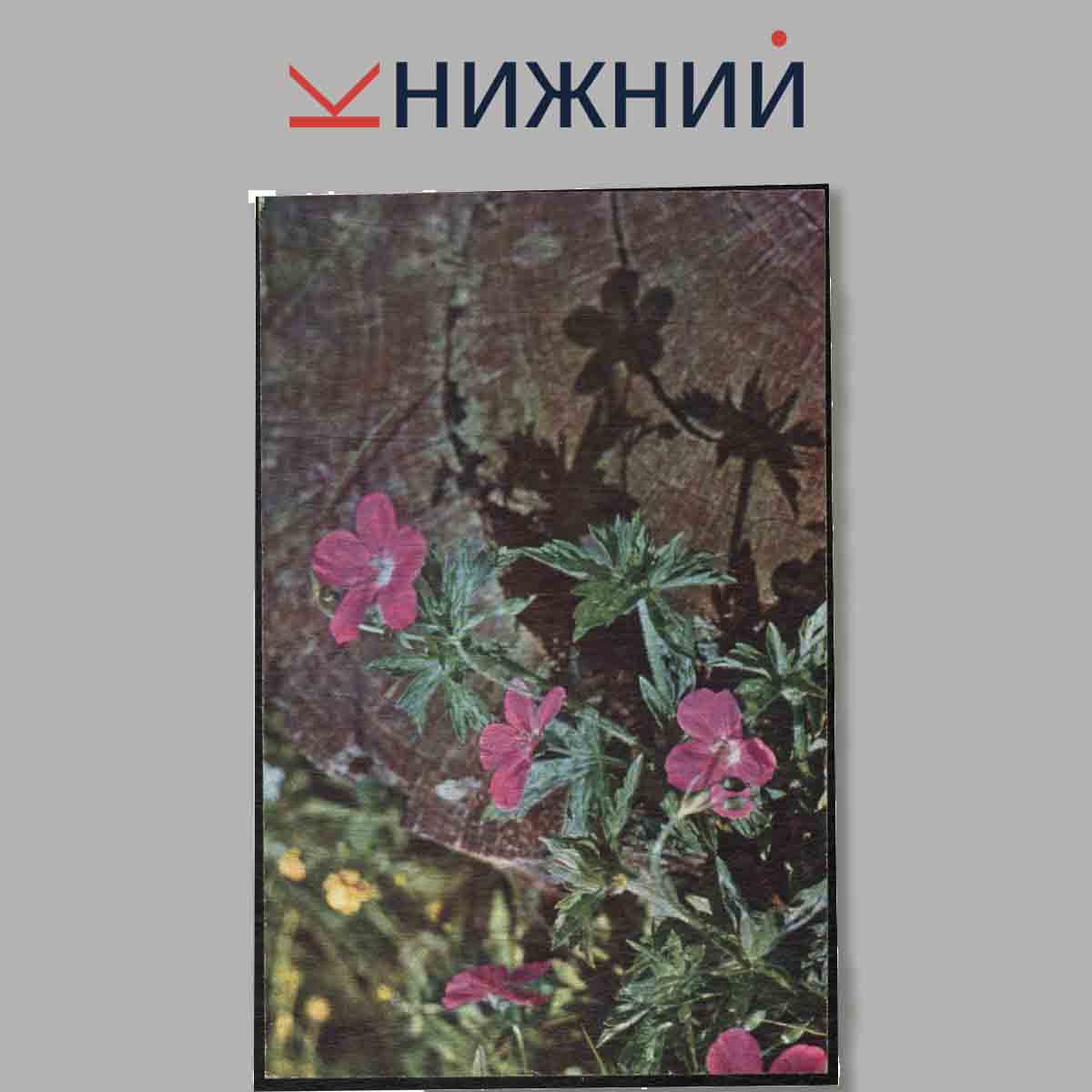 Набор открыток. Цветы России.