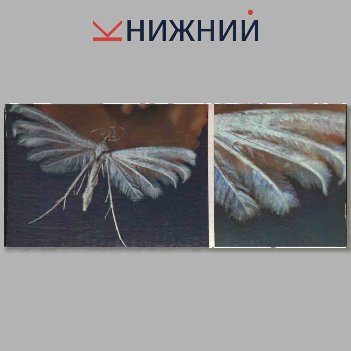 Набор открыток. Бабочки.