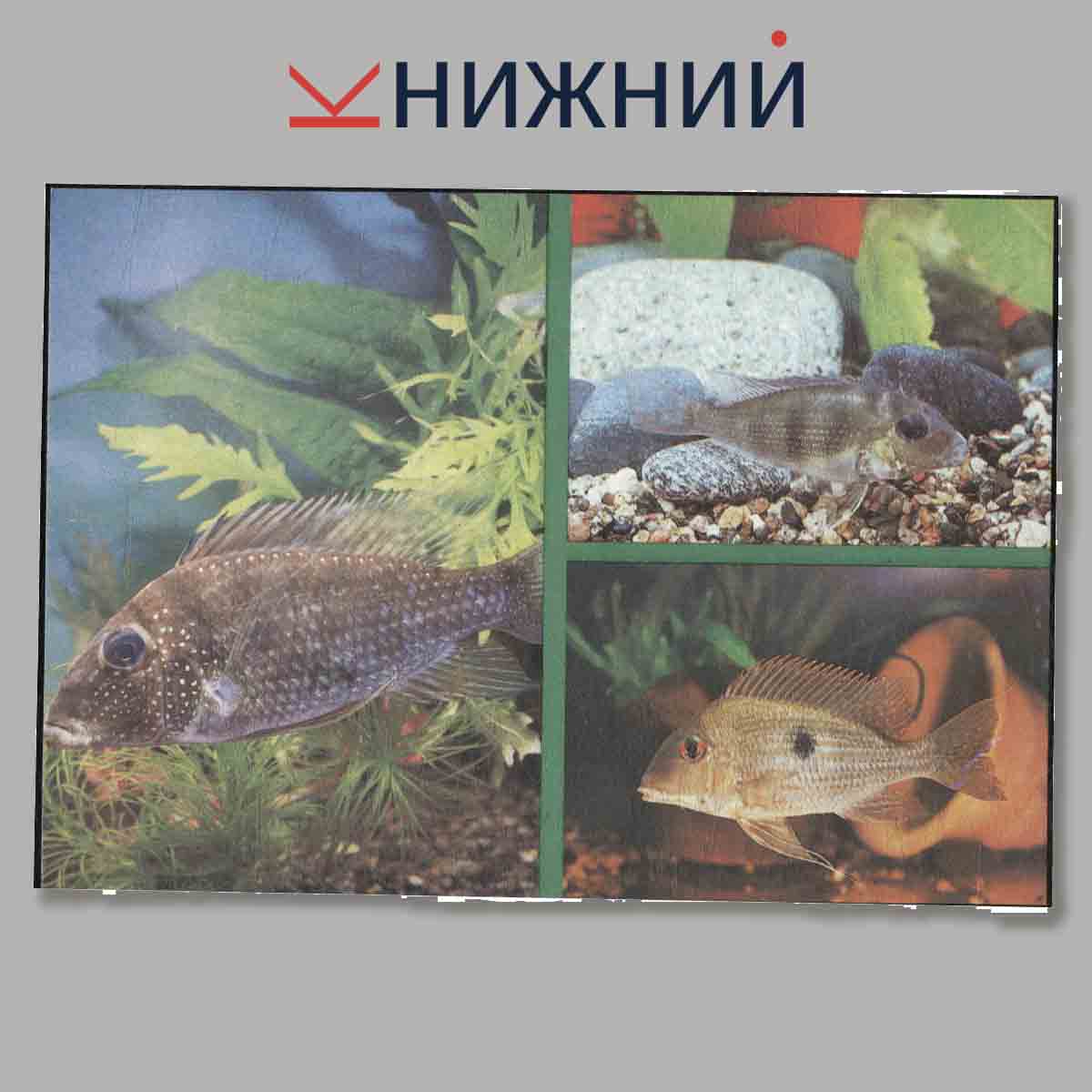 Набор открыток. Пестрый мир аквариума. Выпуск 7.