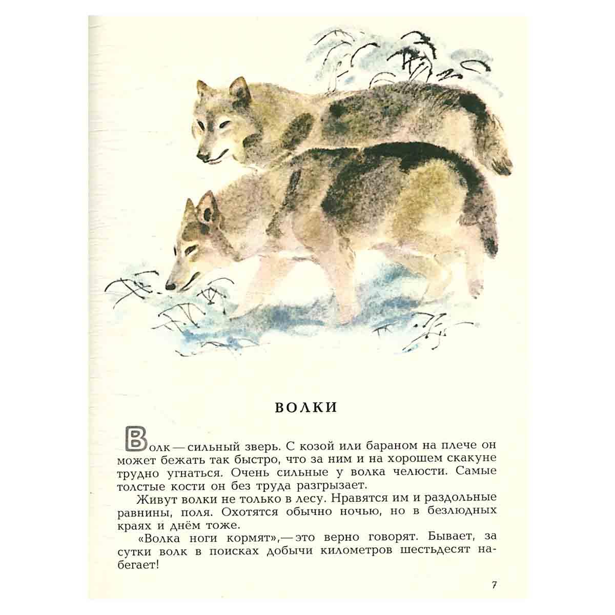 В мире животных