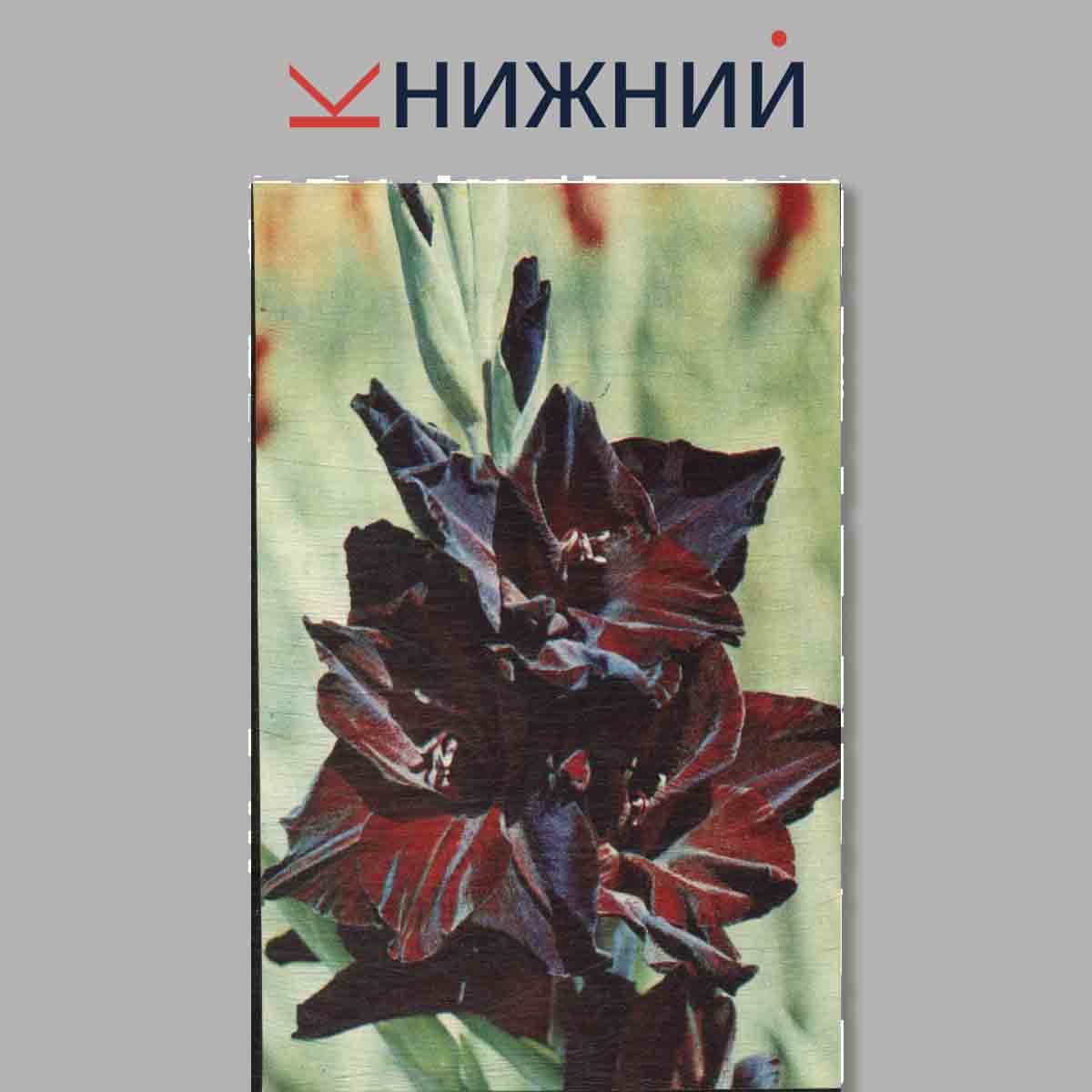 Набор открыток. Гладиолусы.