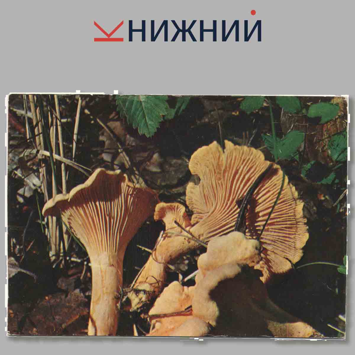 Набор открыток. Экскурсия в природу. Грибы.