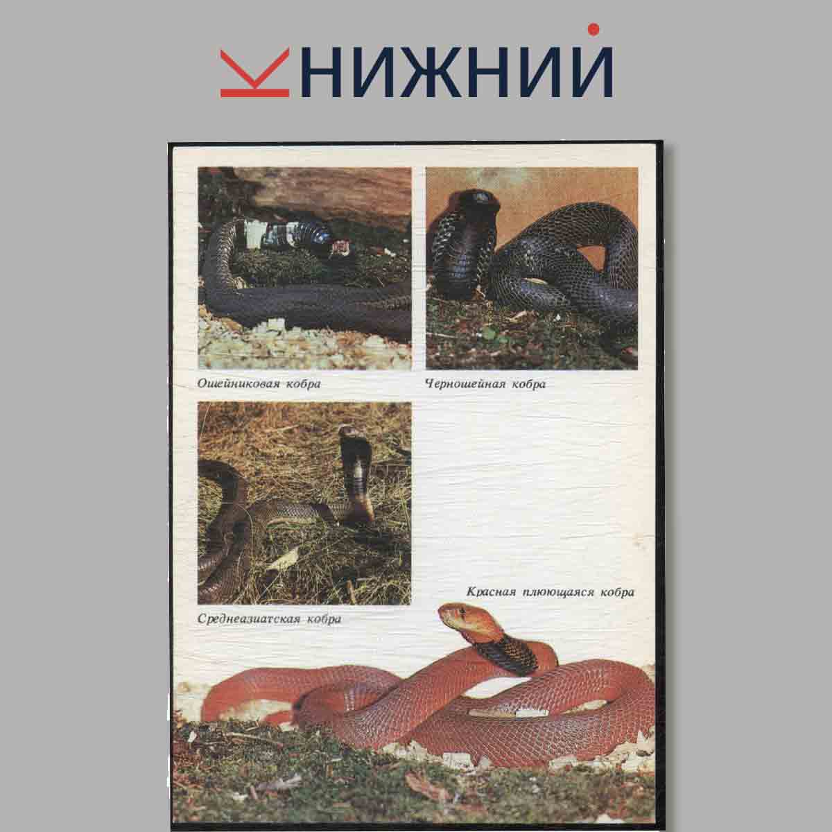Набор открыток. Амфибии. Рептилии.