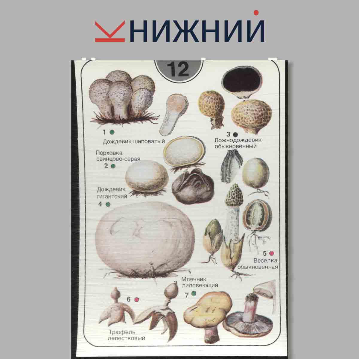 Набор открыток. Миниатюрный атлас грибов.