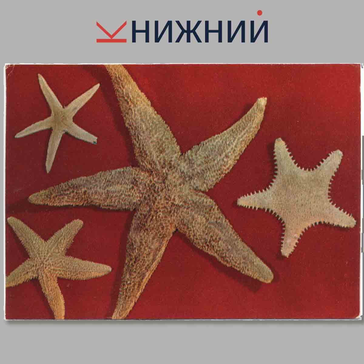 Набор открыток. Экскурсия в природу. Принеси домой океан.