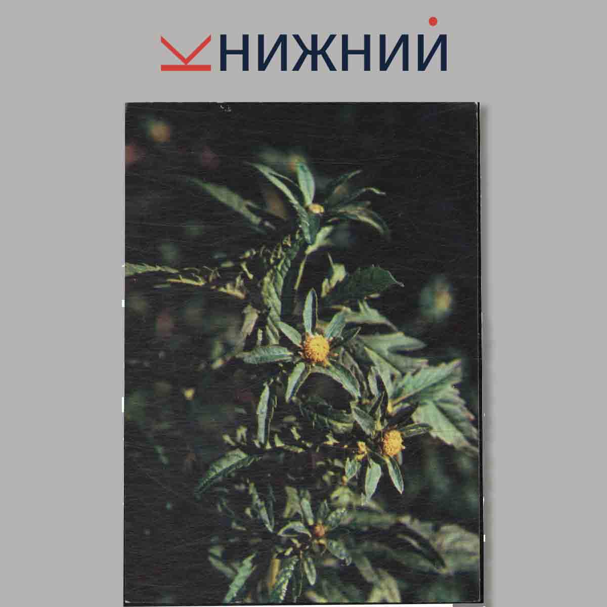 Набор открыток. Зеленая аптека. Выпуск 2.