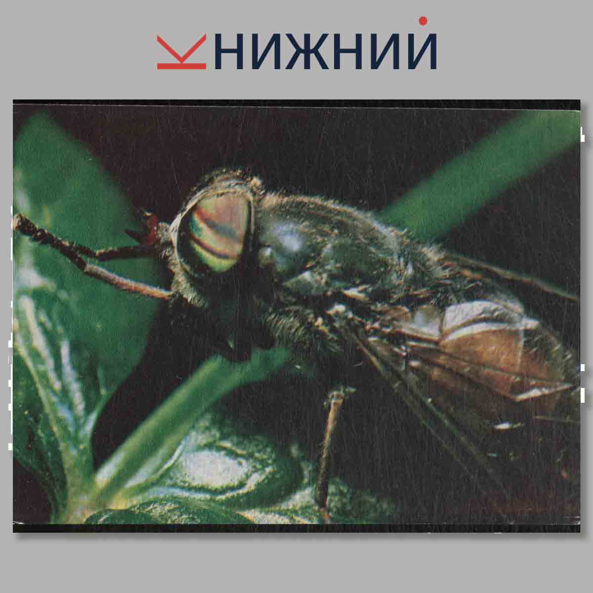 Набор открыток. Экскурсия в природу. Насекомые.