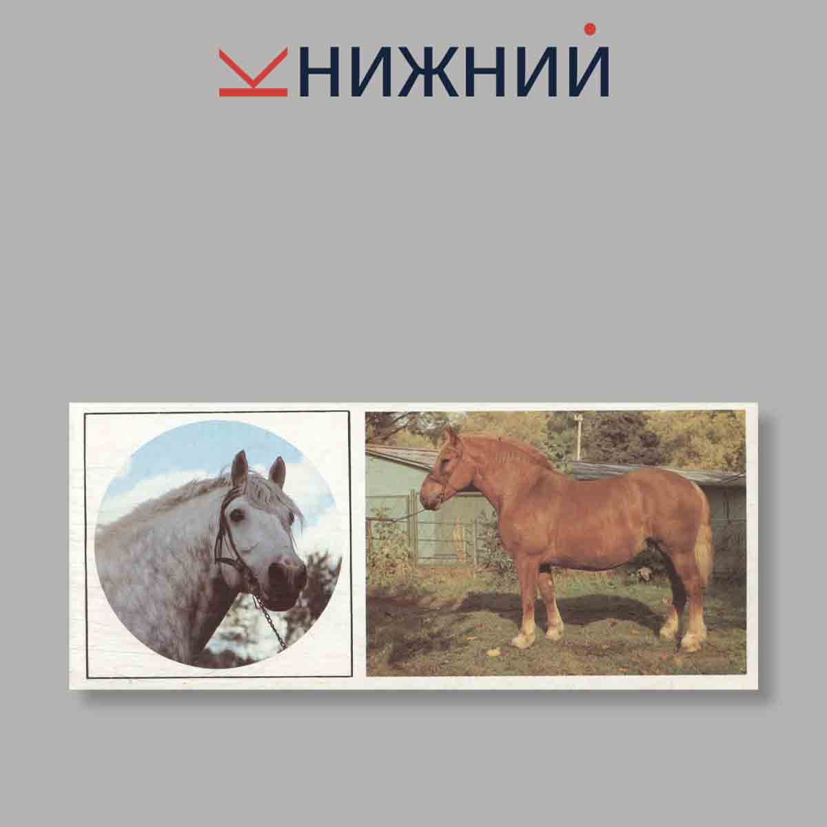 Набор открыток. "Такие разные кони"
