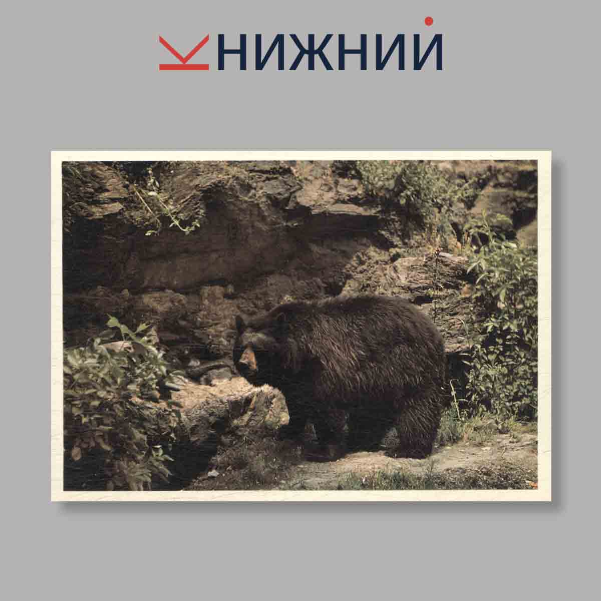 Набор открыток. "Серия "Интересы": Хищники. Edicia Zaujmy: Selmi"