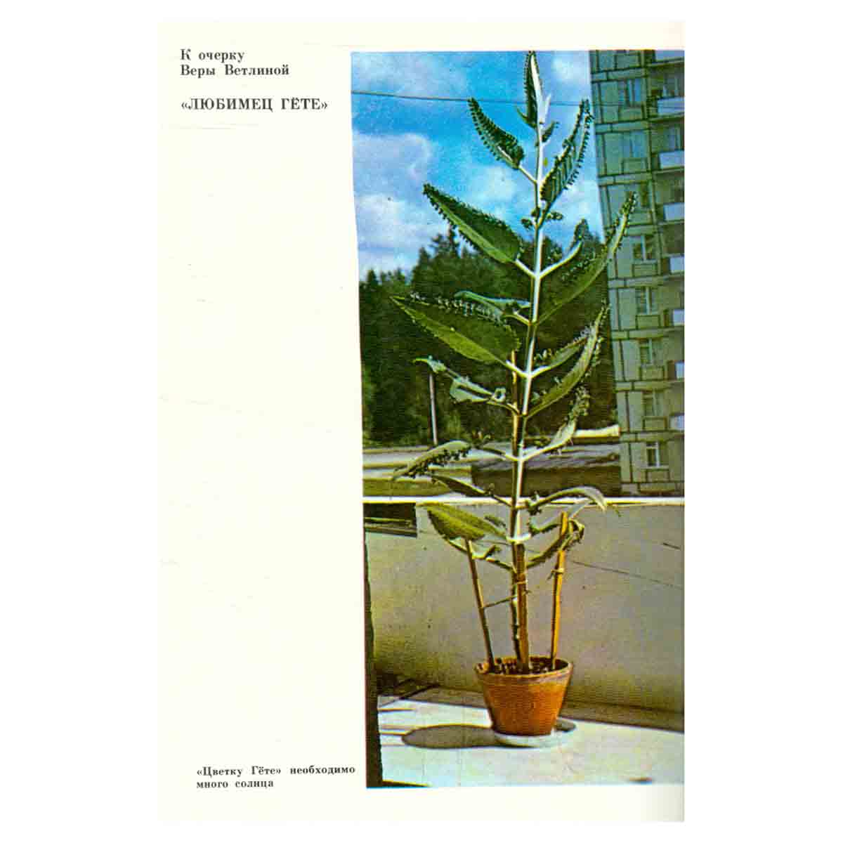 На суше и на море. 1975